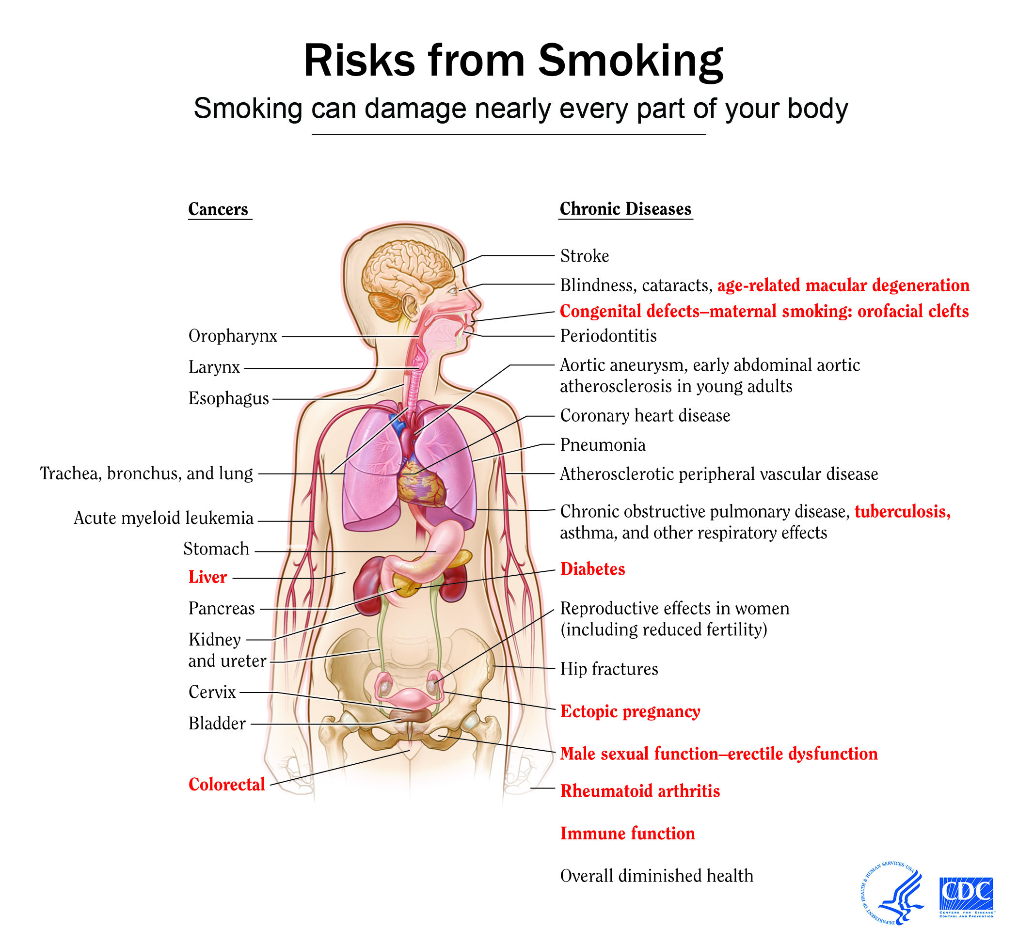 Health effects of cigarette smoking CDC 2019 infographic